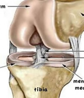 Meniscos amortecedores da articulação do joelho